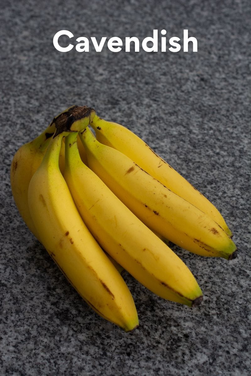 cavendish bananas